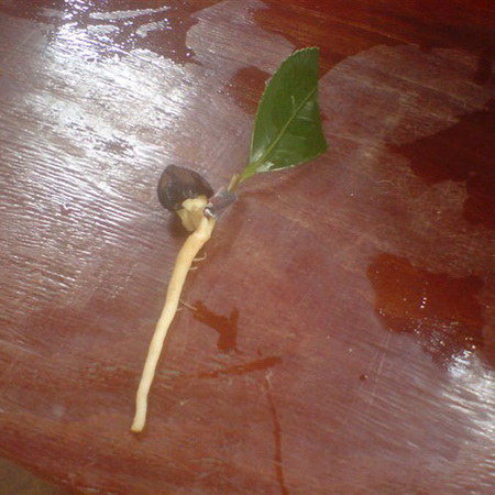 江西高产油茶苗-种苗 