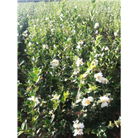 江西高产油茶苗