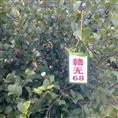 江西高产油茶苗-赣无68 