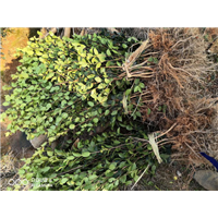 江西油茶苗