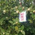 江西高产油茶苗-赣无2 