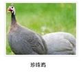 陕西珍珠鸡 