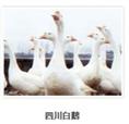 泰和乌骨鸡 