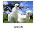 泰和乌骨鸡 