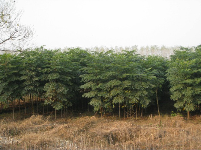 九江栾树种苗 