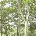 江西榉树 