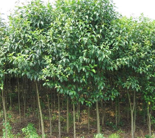 江西香樟种苗 