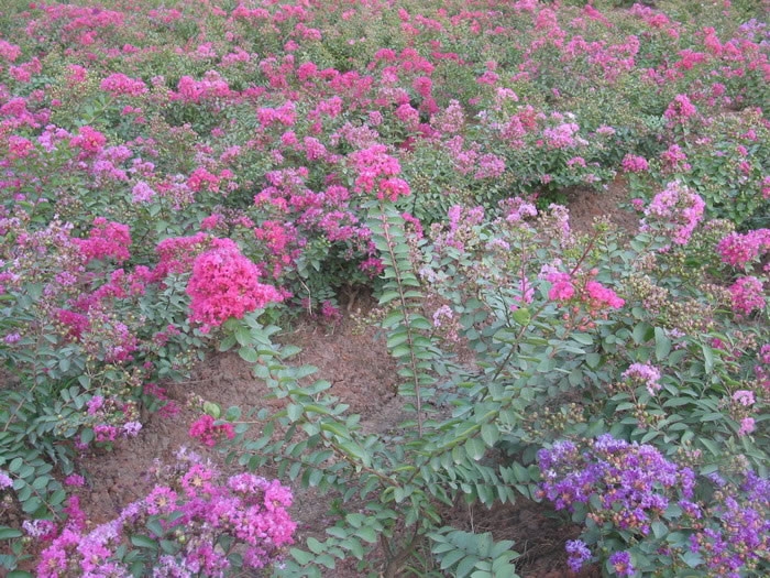 江西紫薇 