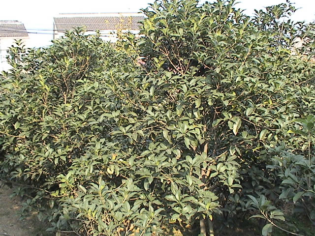 江西桂花种苗 