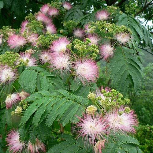 九江桂花种苗 