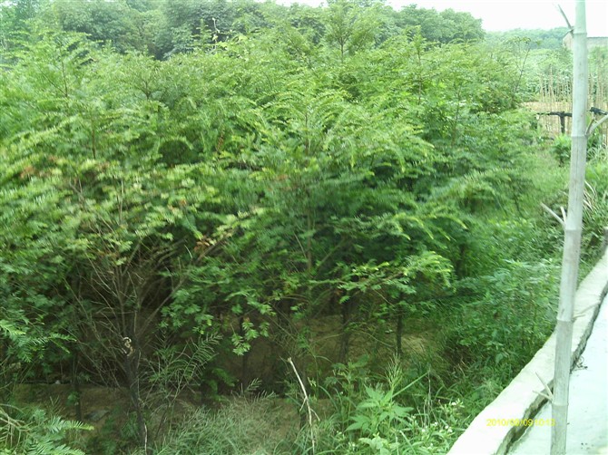 江西红豆杉 