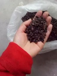 木瓜种子 