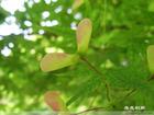 九江林木种子|江西九江苗木|江西苗木**|江西鸡爪槭|鸡爪槭** 