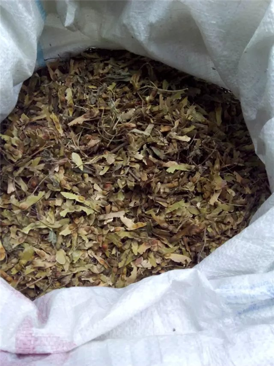 红枫种子 