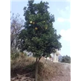 香泡 