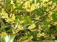 江西九江苗木|江西桂花|九江桂花|苗木种子** 