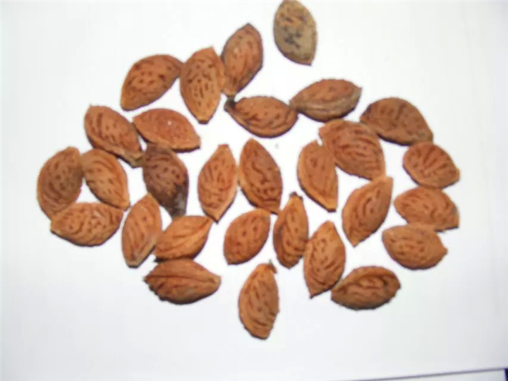 毛桃种子 