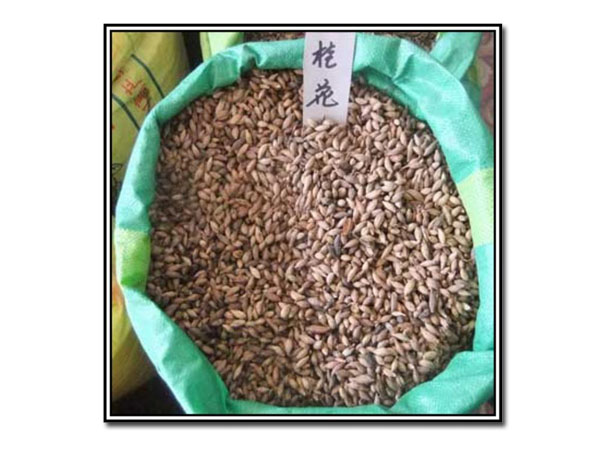 九江苗木基地，江西九江林木种子，桂花 