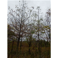 枫香8-15公分 
