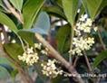九江林木种子|江西九江苗木|江西苗木**|江西桂花|桂花 