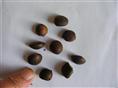 江西九江珍稀树种/红花油茶 