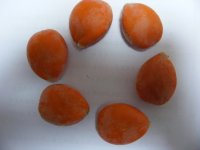 铁树 