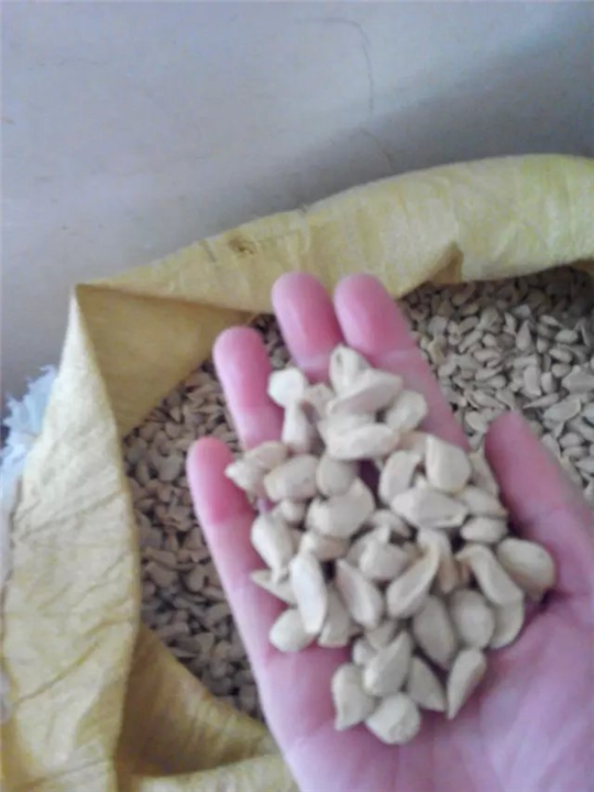香泡种子 
