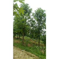 马褂木10-20公分 