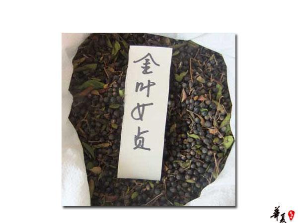 江西九江珍稀树种 江西九江苗木 金叶女贞 