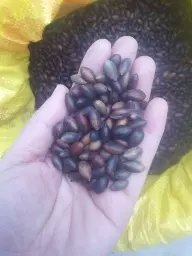 金丝楠种子 