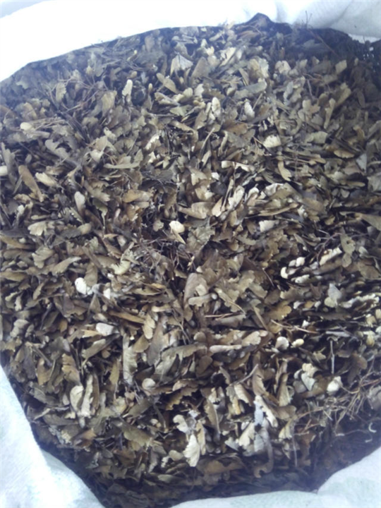 青枫种子 