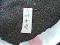 江西九江林木种子，九江苗木基地，大叶女贞 