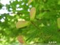 九江林木种子|江西九江苗木|江西苗木**|江西鸡爪槭|鸡爪槭** 