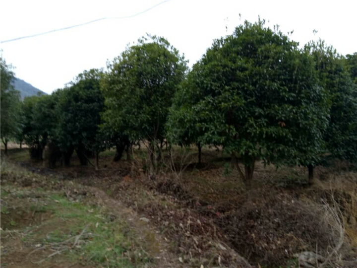 桂花 