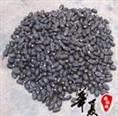 江西九江林木种子/水蜡 