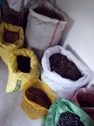 江西林木种子 