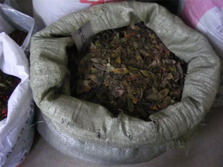 黄花梨种子 