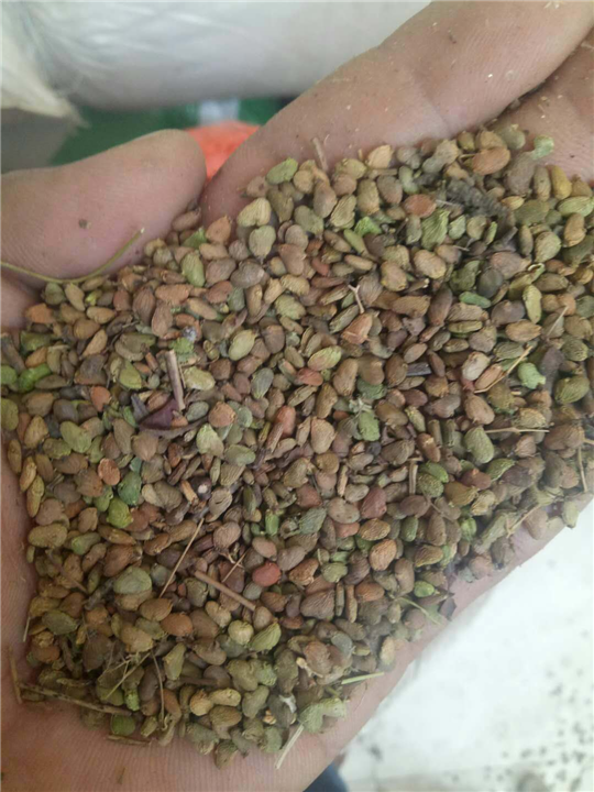 合欢种子 