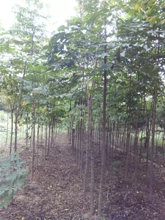 栾树 