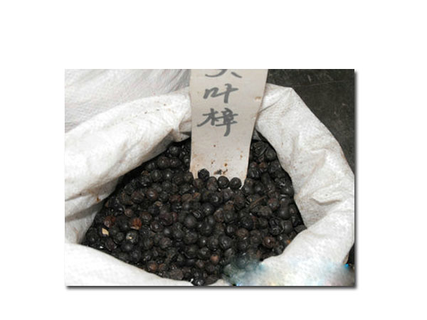 江西九江林木种子，江西九江苗木，大叶樟 