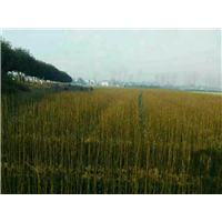 青钱柳小苗 