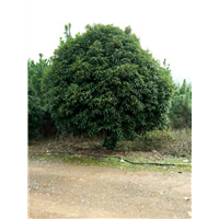 桂花 