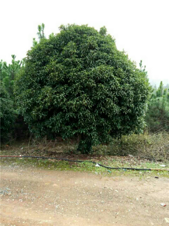 桂花 