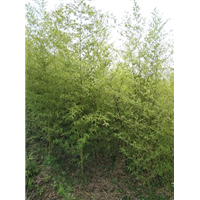 陕西竹子基地 