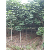 陕西七叶树基地 
