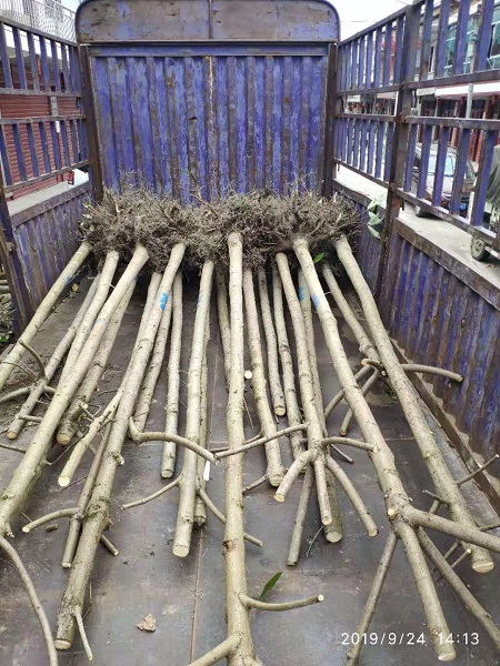陕西七叶树|陕西七叶树基地|陕西七叶树 