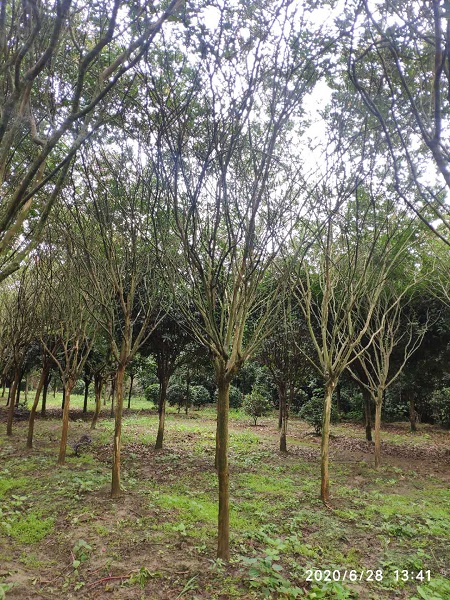 陕西七叶树基地 