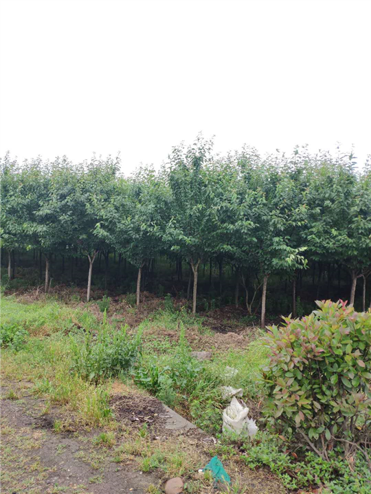 陕西巨紫荆 