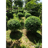 陕西红叶石楠 