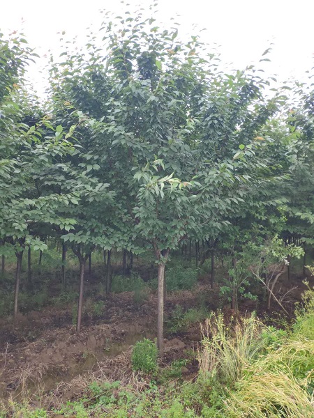 陕西巨紫荆 